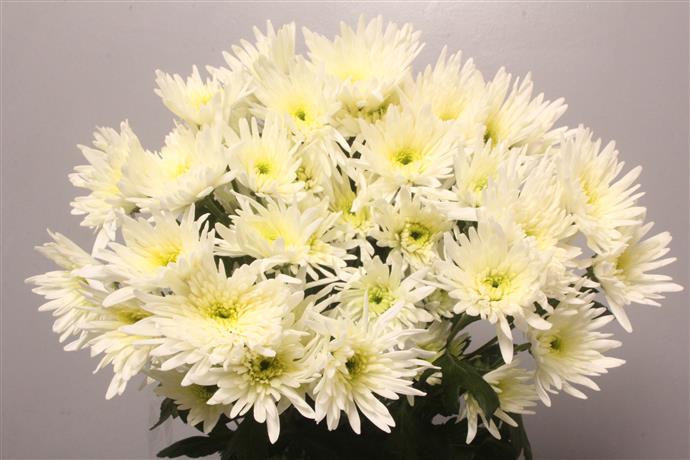 Chrysanthemum Spray - Delian - White