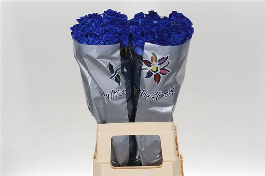 Rose - Vendela - Dyed Blue