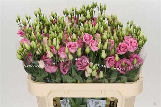 Eustoma (Lisianthus) - Pink