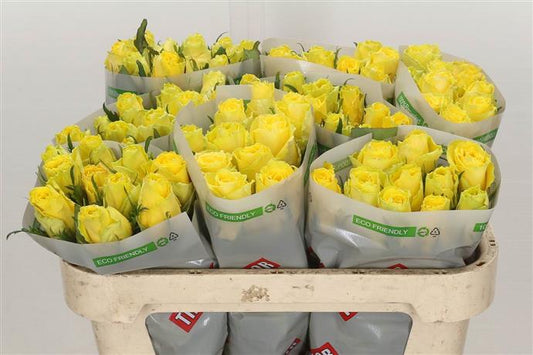 Rose - Good Times - Yellow