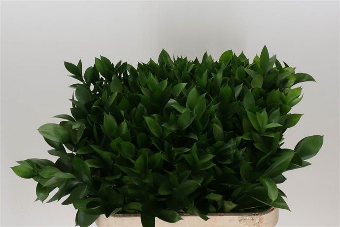 Greenery - Ruscus Hypophyllum