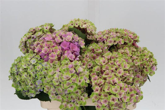 Hydrangea - Two Tone - Pink/Green