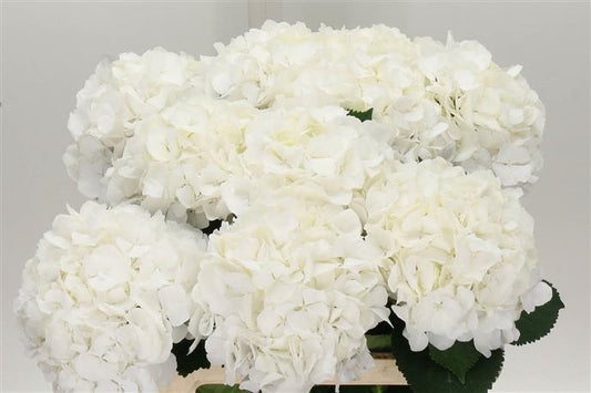 Hydrangea - White