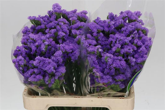 Limonium (Statice) - Purple