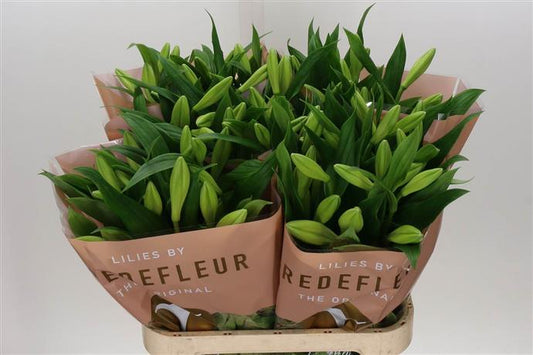 Longiflorum Lily - White