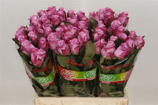 Rose - Maritim - Purple/Cerise