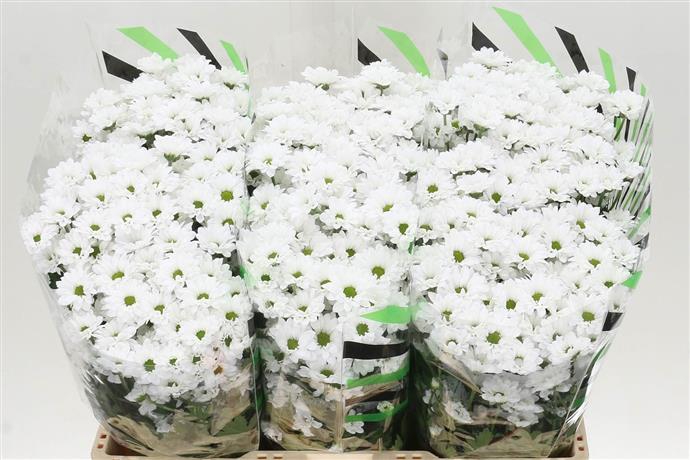Chrysanthemum Santini - White