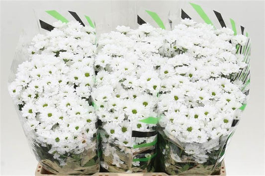 Chrysanthemum Santini - White
