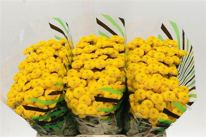 Chrysanthemum Santini - Yellow