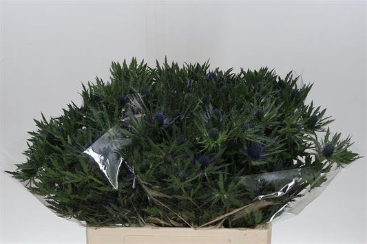 Eryngium (Thistle) - Blue