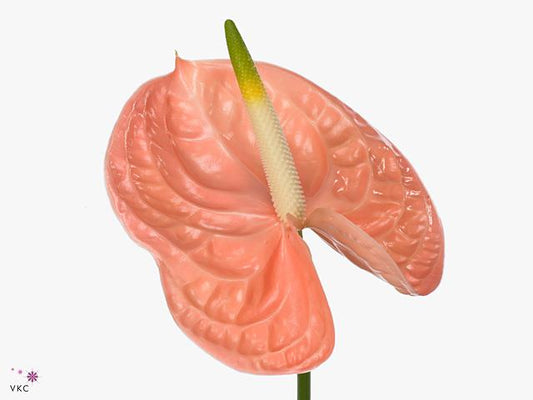 Anthurium - Pink