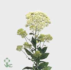 Trachelium - White
