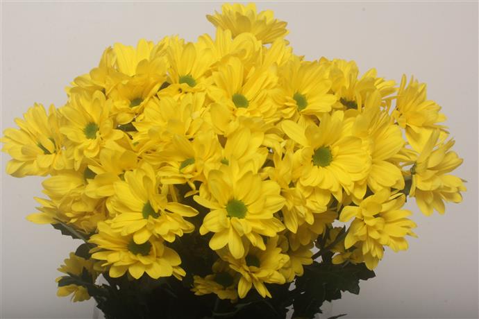 Chrysanthemum Spray - Celebrate - Yellow
