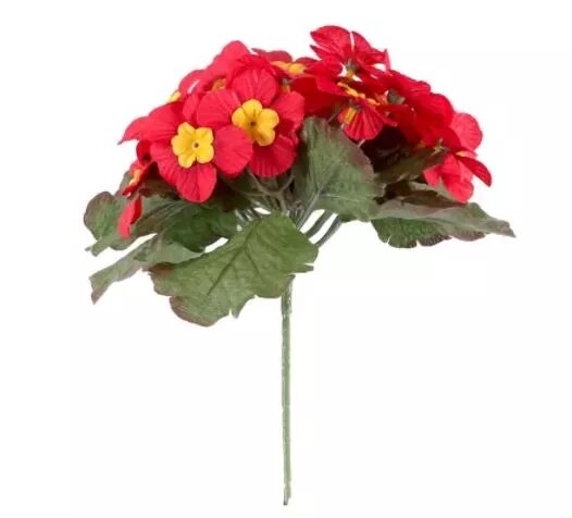 Primula x 25 Flowers Red(24/432)