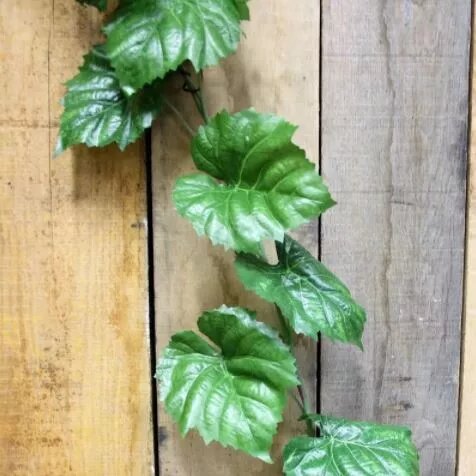 6ft Irish Ivy Garland x 124 lvs (12/96)
