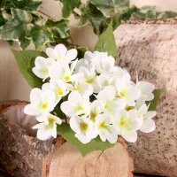 Primula x 25 Flowers Cream (24/432)