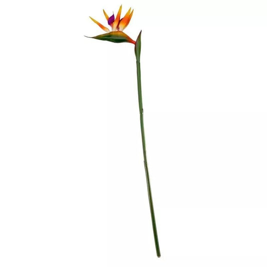 Large Bird of Paradise (12/144)