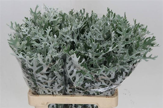 Greenery - Senecio