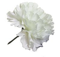Artificial - Dozen Carnation - White