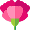 Carnations Carnations