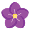 Campanula Campanula
