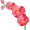Astilbi Astilbi
