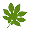 Fatsia Fatsia